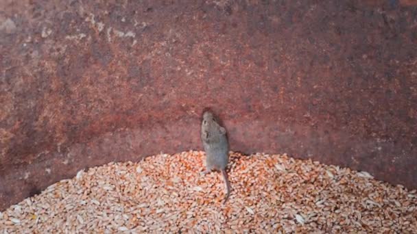 쥐는 밀을 저장하기 위해 통에서 탈출하려고 합니다. 느린 동작으로 뛰어오르는 들쥐 — 비디오