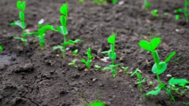 Yeşil bezelye sırasına dizilmiş bir bahçe yatağında kamera hareketi. Topraktan taze bezelye filizleri