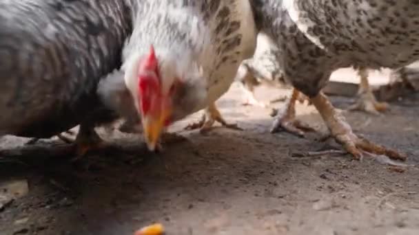 Laying hens pecking at grains of corn close-up in slow motion — Stock Video