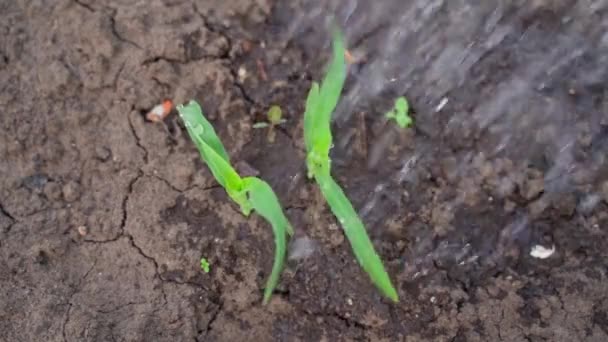 Kukoricacsírák öntözése a kertben lassított felvételen. Aszály a kertben. Ágyak párásítása a kertben — Stock videók