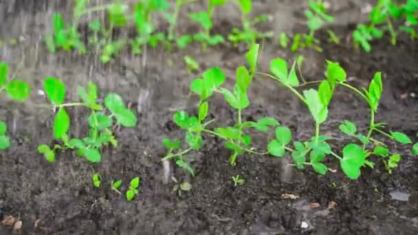庭のベッドのクローズアップで緑のエンドウ豆に水をやる — ストック動画