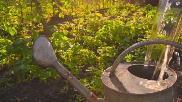 Despejar água em um jardim regando pode fechar-se contra o fundo de uma cama com morangos de manhã ao amanhecer. Água câmera lenta — Vídeo de Stock