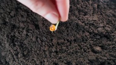 Filizlenmiş mısır taneleri toprağa ekilir ve damlalar halinde yakın plan eklenir. Bir mısır fidanı bir bahçe yatağında gömülü.