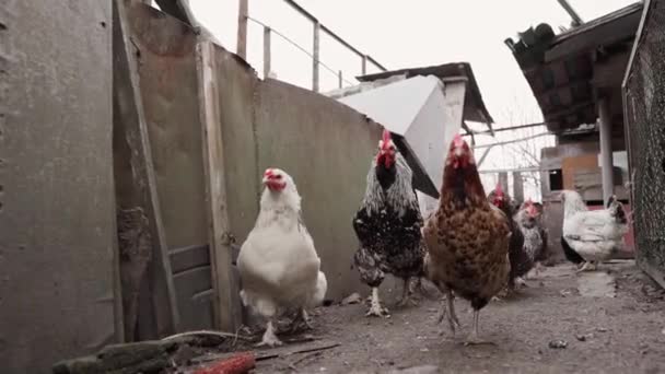 근접 닭은 느린 동작으로 카메라를 쫓아 다닌다. 굶주린 닭을 쫓는 일 — 비디오