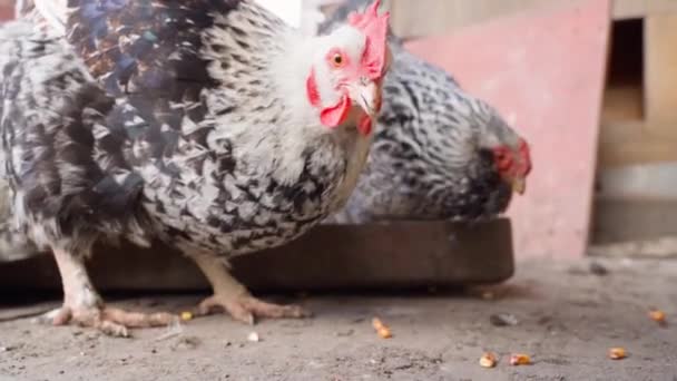 근접 닭은 천천히 옥수수를 먹습니다. 닭을 기르는 가정 — 비디오