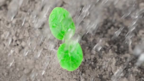 Water gieten over een jonge plant van gekiemde courgette close-up in slow motion. Bovenaanzicht van groene bladeren in waterdruppels — Stockvideo