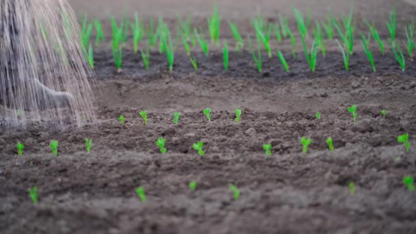 Riego de las camas con guisantes verdes germinados. cuidando su jardín por la mañana — Vídeo de stock