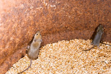 Kahverengi fareler buğday varilinden çıkmaya çalışıyor.
