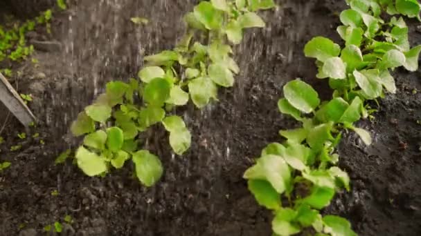 Watering Radishes Garden Bed Morning High Quality Fullhd Footage — Stock Video