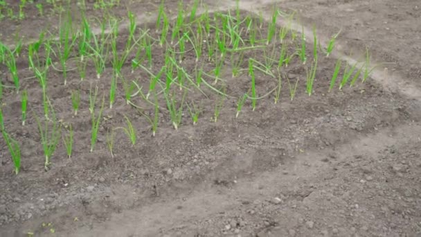 Ein Schönes Gepflegtes Gartenbeet Mit Wachsenden Rechteckigen Grünen Zwiebeln Garten — Stockvideo