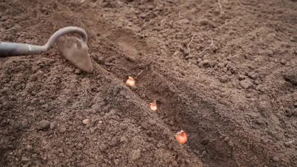 地球を振りかけるタマネギの球根を植えました 園芸ツールで家庭菜園を植えるプロセス 高品質4K映像 — ストック動画