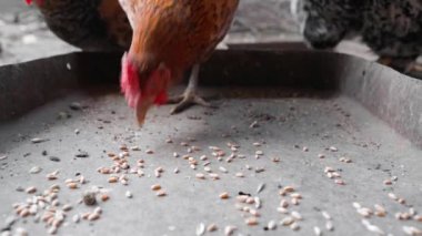 Kahverengi tavuk, buğdayı yavaş çekimde yakın çekimde yemleyiciden gagalar. Yüksek kaliteli FullHD görüntüler