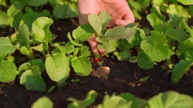 Gün doğumunda yavaş çekimde yerden olgun kırmızı bir turp kökü çıkarmak. Yüksek kaliteli FullHD görüntüler