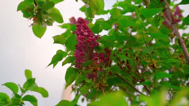 Parlak Mor Renkli Leylak Çiçekleri Lkbaharda Leylak Çalısı Etrafında Parallaks — Stok video