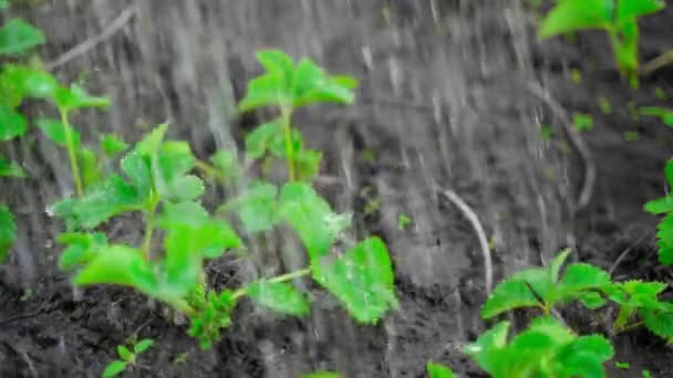 Folhas Morango Verdes Frescas Saturadas Brilhantes São Regadas Close Câmera — Vídeo de Stock