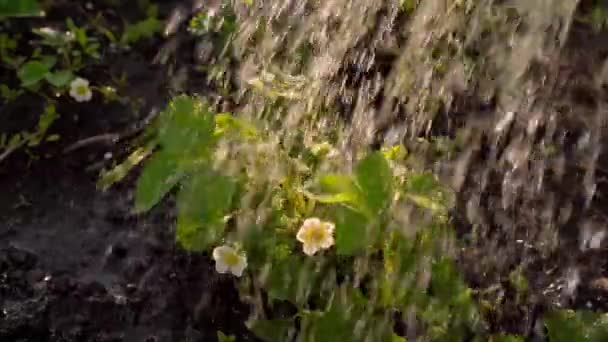 日の出に近い菜園で開花イチゴでベッドに水をやる 高品質のフルHd映像 — ストック動画