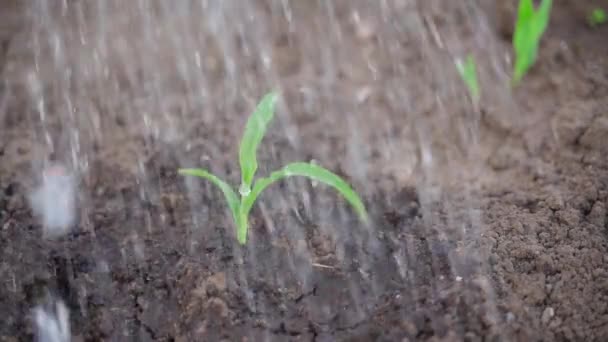 Deszcz Pada Zwolnionym Tempie Młode Rośliny Kukurydzy Wysokiej Jakości Materiał — Wideo stockowe