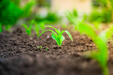 Genç mısır filizleri sebze bahçesindeki toprakta çiy damlalarında yetişir. Bahçede mısır yetiştiriyor.