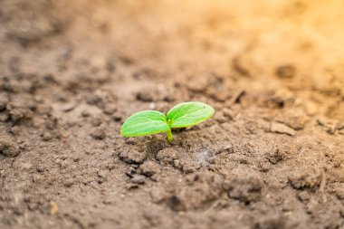 İlk yeşil salatalık yaprakları sabah bahçedeki yatağa yakın çekim yapar.