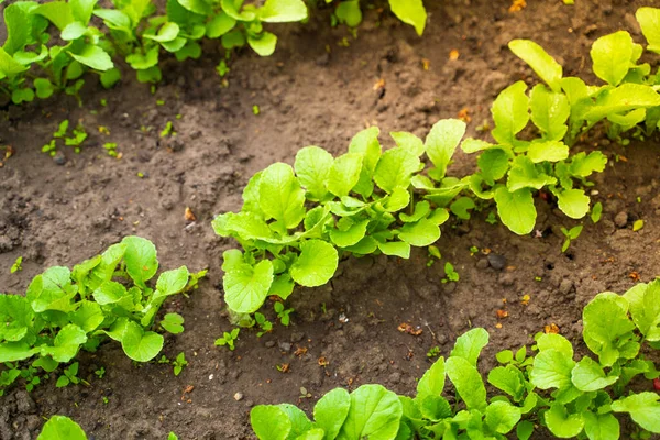 Gartenbeet Mit Wachsenden Radieschen Radieschenblätter Wachsen Reihen Boden — Stockfoto
