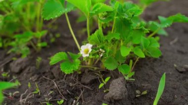 Çilek tarlasına yakın çekim yapan parlak yeşil çalı etrafında kamera hareketi. Yüksek kaliteli FullHD görüntüler