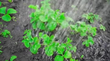Parlak doymuş taze yeşil çilek yaprakları yavaş çekimde sulandırılır. Yüksek kaliteli FullHD görüntüler