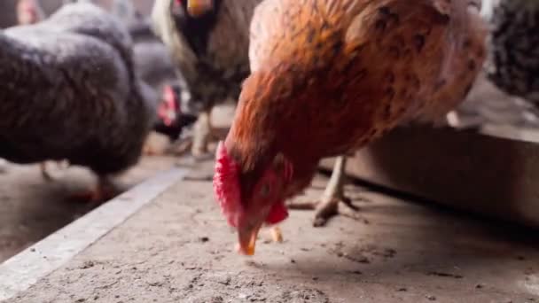 異なる色の空腹の鶏は ゆっくりと動きで床のクローズアップからトウモロコシを落ちるペック 高品質のフルHd映像 — ストック動画