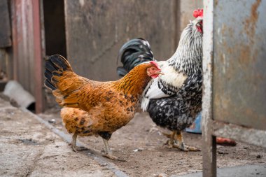 Parlak kahverengi renkli bir tavuk bir horozun arka planına yakın durur.
