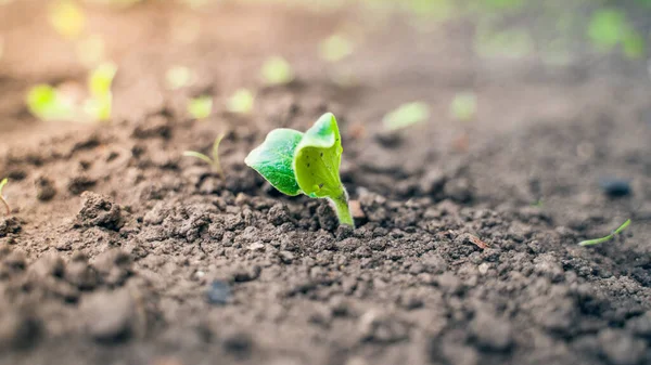 Topraktan filizlenen ilk yeşil kabak yaprakları.