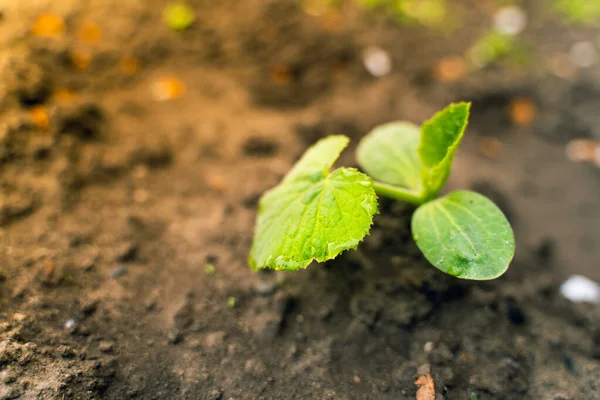Bahçe yatağında büyüyen kabağın güzel yeşil bitkileri baharda düşen çiğ taneleri. Yakın plan.