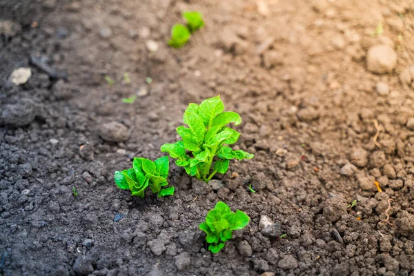Молоде Зелене Листя Картоплі Крупним Планом Садовому Ліжку — стокове фото
