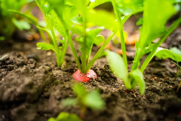 庭の土壌中の赤い大根の根 クローズアップ 野菜の庭の春に収穫大根 — ストック写真