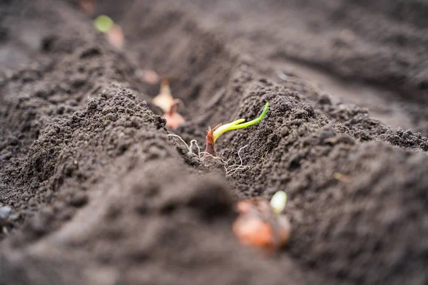 Lit Jardin Avec Oignons Parsemés Bulbes Oignon Fraîchement Plantés Dans — Photo