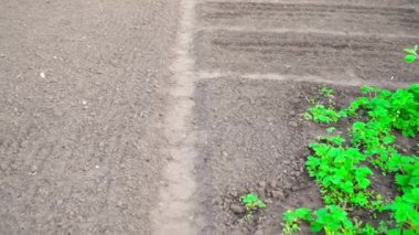 Baharda boş bahçe yatakları arasında yol boyunca hareket. Yüksek kaliteli FullHD görüntüler