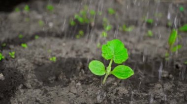 Genç kabak yapraklarını akşamları suyla ıslatıyor. Yüksek kaliteli FullHD görüntüler