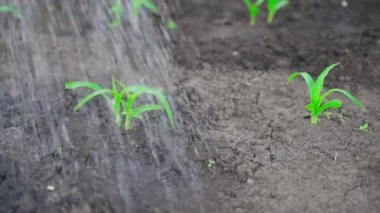 Akşamları mısır filizlerinin üzerine su serpiyorum. Yüksek kaliteli FullHD görüntüler