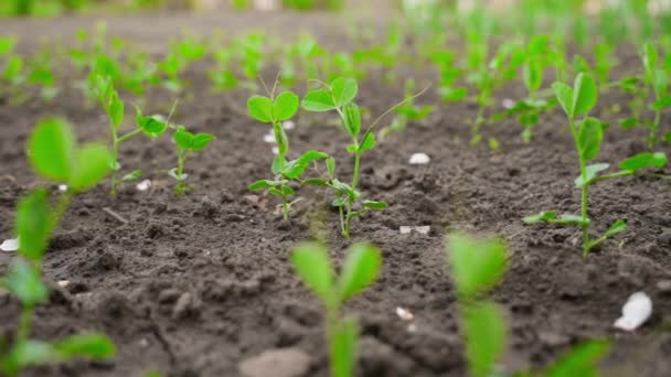 Volando Alrededor Cámara Brotes Guisantes Verdes Jóvenes Una Cama Jardín — Vídeo de stock