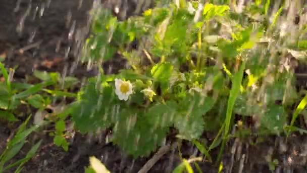 Podlewanie Kwitnących Truskawek Słońcu Zbliżenie Spowolnienie Wysokiej Jakości Materiał Filmowy — Wideo stockowe