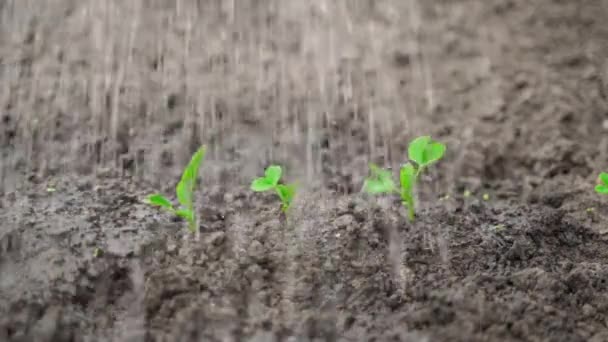Поливать Садовую Кровать Растущим Зеленым Горошком Заботиться Ростках Гороха Весной — стоковое видео