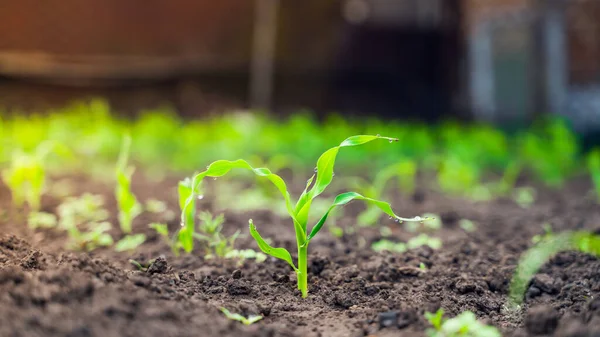 Первые Зародышевые Зеленые Листья Кукурузы Выросли Почвы Крупным Планом Капли — стоковое фото
