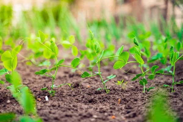 Bahçe yatağında büyüyen bezelyelerden oluşan güzel yeşil bitkiler, baharda taze filizler. Yakın plan.