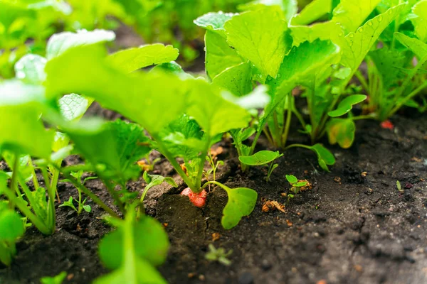 Red Radish Root Soil Garden Close Harvest Radishes Spring Vegetable — Stock Photo, Image