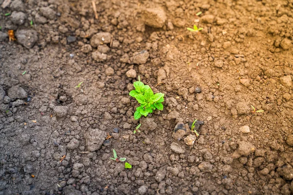 Jonge Groene Aardappel Bladeren Close Een Tuinbed Bovenaanzicht — Stockfoto