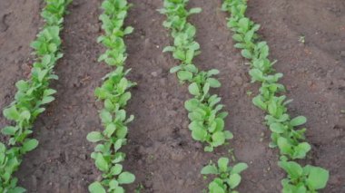 Turp yetiştiren harika bir bahçe yatağı. Yüksek kaliteli FullHD görüntüler