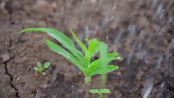 Велика Кількість Поливу Паростків Кукурудзи Впритул Повільному Русі Молодий Паросток — стокове відео