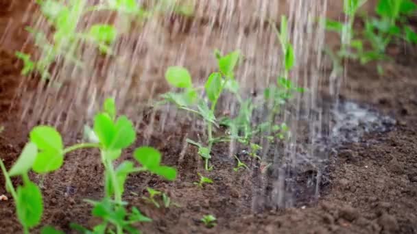 Overvloedig Water Geven Van Maïsspruitjes Close Slow Motion Een Jonge — Stockvideo