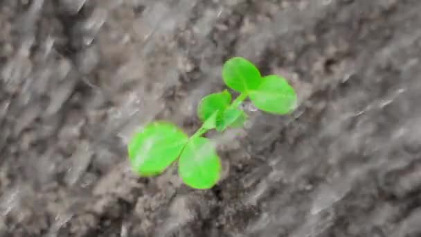 Close Van Het Besproeien Van Groene Erwtenbladeren Een Tuinbed Hoge — Stockvideo