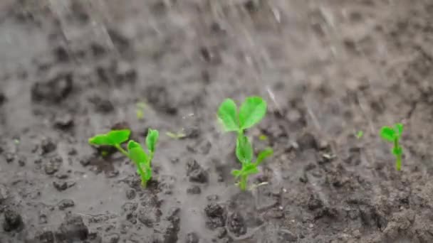 Nawadnianie Młodych Kiełków Grochu Bliska Ogrodzie Rośliny Rosnące Czarnej Ziemi — Wideo stockowe