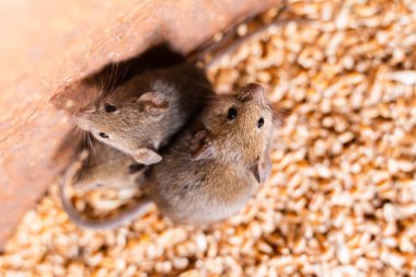 Kahverengi fareler buğday varilinden çıkmaya çalışıyor.