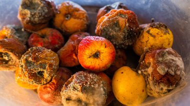 Küfle kaplanmış çürük elmalar.
